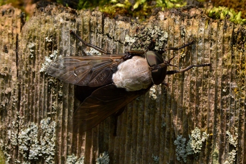 Stygian Horse Fly