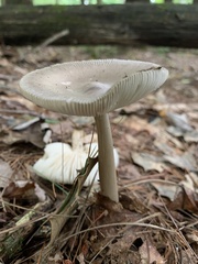 Amanita vaginata