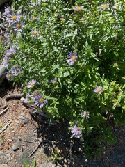 Symphyotrichum subspicatum