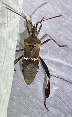 Leptoglossus clypealis