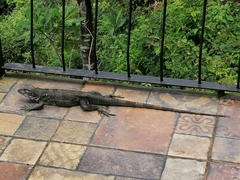 Ctenosaura similis