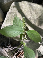 Achyranthes japonica