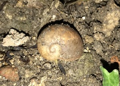 Megaustenia imperator