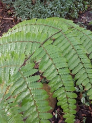Alsophila spinulosa