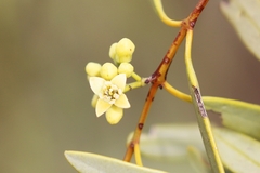 Santalum lanceolatum