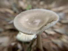 Amanita vaginata