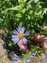 Symphyotrichum subspicatum