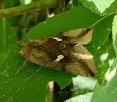 Autographa metallica