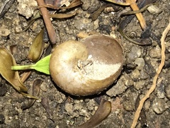 Megaustenia imperator