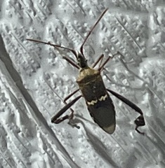 Leptoglossus clypealis