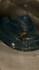 Cheiracanthium mildei