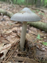 Amanita vaginata