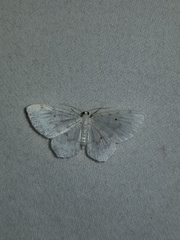 Hydrelia albifera