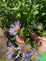 Symphyotrichum subspicatum