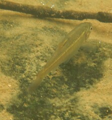 Luxilus chrysocephalus