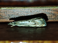 Catoptria falsella