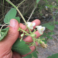 Cardiospermum grandiflorum