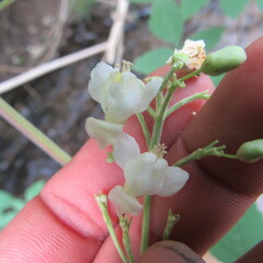 Cardiospermum grandiflorum