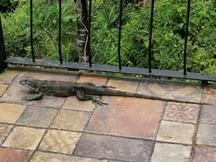 Ctenosaura similis
