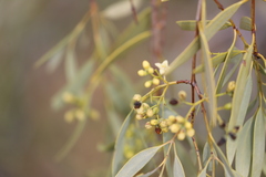 Santalum lanceolatum