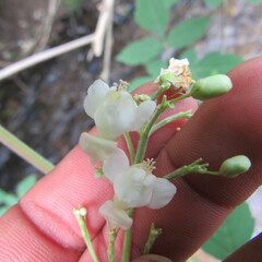 Cardiospermum grandiflorum