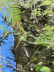 Oncorhynchus kisutch