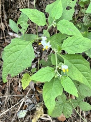 Solanum douglasii