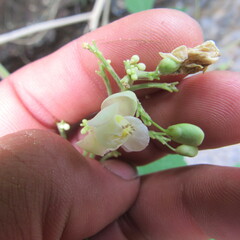 Cardiospermum grandiflorum