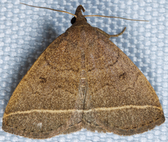 Zanclognatha marcidilinea