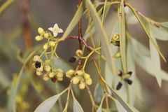 Santalum lanceolatum