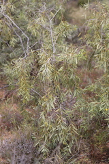 Santalum lanceolatum