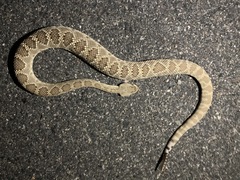 Crotalus scutulatus