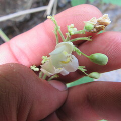 Cardiospermum grandiflorum