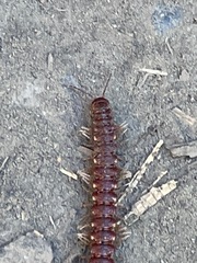 Nearctodesmidae
