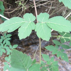 Cardiospermum grandiflorum