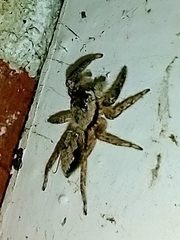Platycryptus undatus