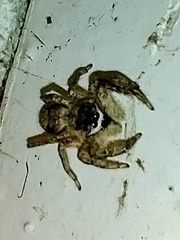 Platycryptus undatus