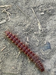 Nearctodesmidae