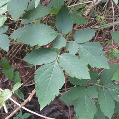 Cardiospermum grandiflorum