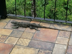 Ctenosaura similis