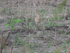 Calidris subruficollis