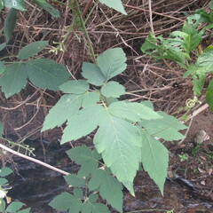 Cardiospermum grandiflorum