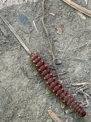 Nearctodesmidae