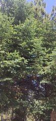 Abies religiosa