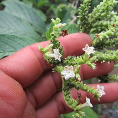 Heliotropium