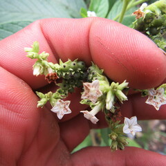 Heliotropium