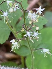 Tiarella trifoliata trifoliata