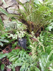 Blechnum gibbum