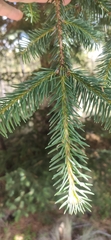 Abies religiosa