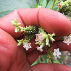 Heliotropium